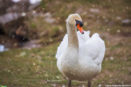 Labuť ve sněhových vločkách - Foto Jana Vondráčková 0320