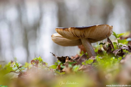 Zas nějaké houbičky - Foto Jana Vondráčková 0320 (1)