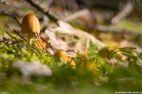 Zas nějaké houbičky - Foto Jana Vondráčková 0320