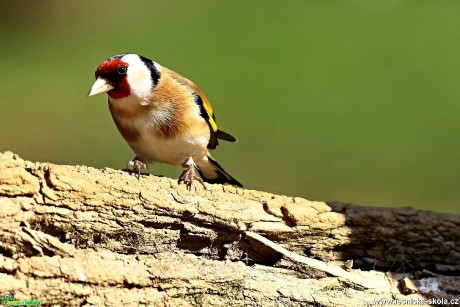 Stehlík obecný - Carduelis carduelis - Foto Pavel Balazka 0420 (1)