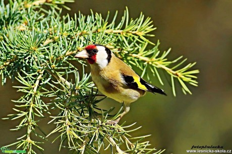 Stehlík obecný - Carduelis carduelis - Foto Pavel Balazka 0420