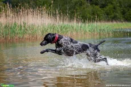 Německý ohař krátkosrstý - Foto Michaela Knoppová 0420