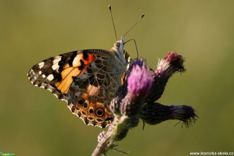 Křídla motýlí - Foto Angelika Špicarová 0420