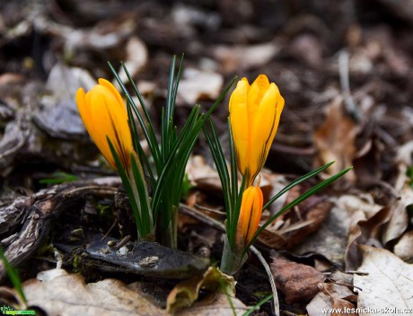 Probouzení jara - Foto Jaroslava Jechová 0420 (2)