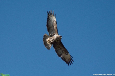 Káně lesní - Buteo buteo - Foto Marie Žďánská 0420 (2)