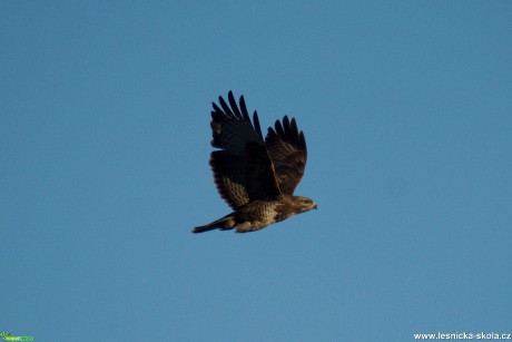 Káně lesní - Buteo buteo - Foto Marie Žďánská 0420 (3)