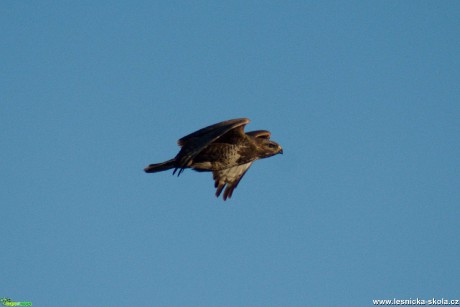 Káně lesní - Buteo buteo - Foto Marie Žďánská 0420 (4)