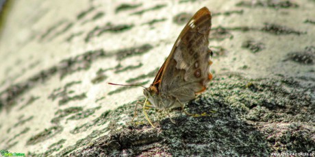 Na bříze - Foto Ladislav Jonák 0420