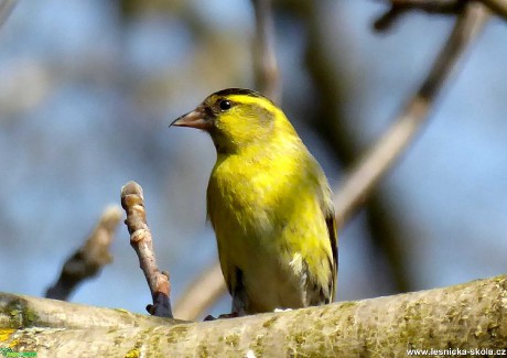 Čížek lesní - Carduelis spinus - Foto Miloslav Míšek 0420