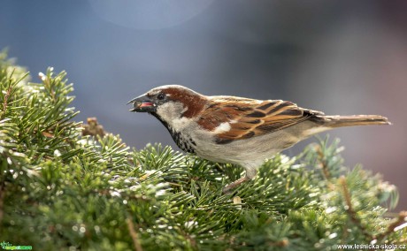 Vrabec - Foto Ladislav Hanousek 0520 (2)