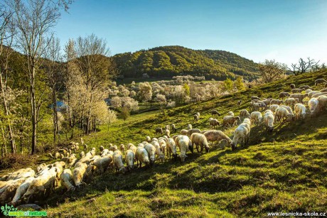 Pstva ovcí na horách - Foto Jozef Pitoňák 0520 (1)