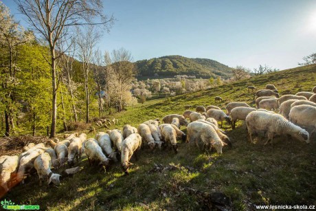 Pstva ovcí na horách - Foto Jozef Pitoňák 0520 (2)