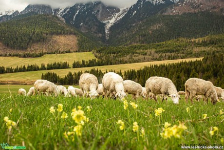 Pstva ovcí na horách - Foto Jozef Pitoňák 0520 (3)