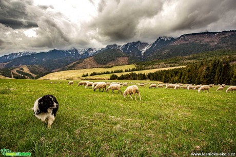 Pstva ovcí na horách - Foto Jozef Pitoňák 0520 (5)