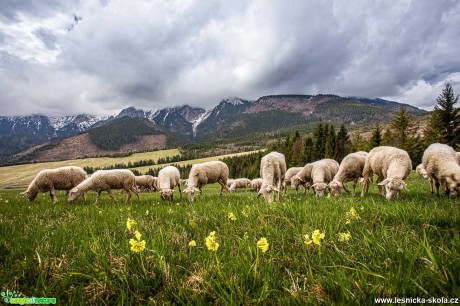 Pstva ovcí na horách - Foto Jozef Pitoňák 0520 (6)