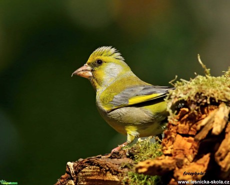 Zvonek zelený - Chloris chloris - Foto Pavel Balazka 0520