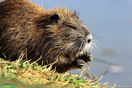 Nutrie - Foto Pavel Balazka 0520