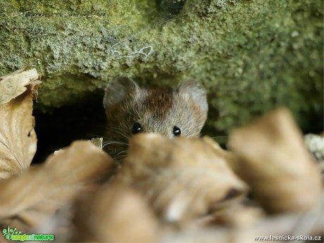 Norník rudý - Clethrionomys glareolus - Foto Robert Kopecký 0520