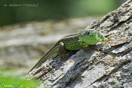 Ještěrka obecná - Lacerta agilis - Foto Robert Kopecký 0520