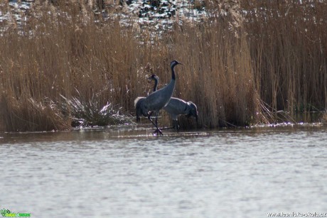 Jeřáb popelavý - Grus grus - Foto Marie Žďánská 0520 (1)