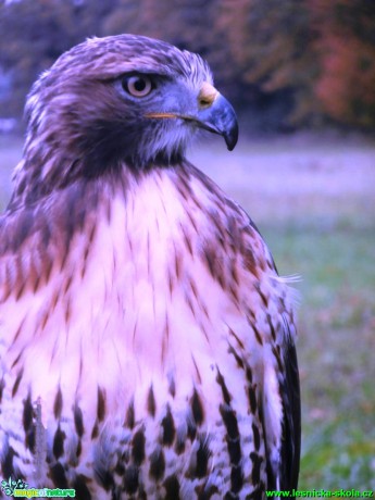 Káně lesní - Buteo buteo - Foto Vojtěch Mejsnar (2)