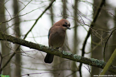 Sojka obecná - Garrulus glandarius - Foto Marie Žďánská 0520