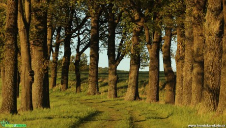 Hra světla na mocných kmenech - Foto Ladislav Jonák 0520