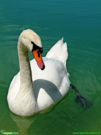 Labuť velká - Cygnus olor - Foto Lukáš Málek