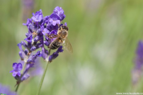 Včela medonosná - Apis mellifera - Foto Michaela Knoppová 0520