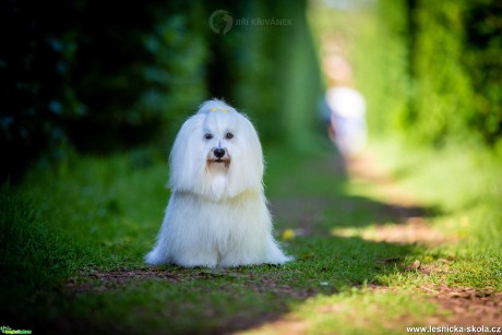 Bavlnka - Foto Jiří Křivánek 0520