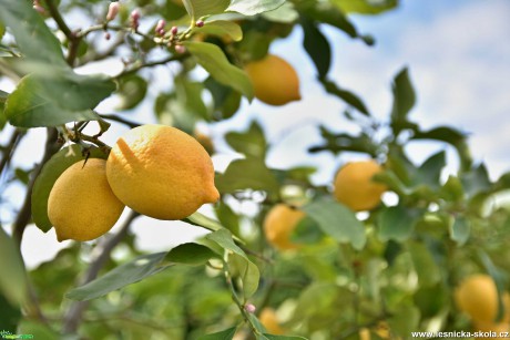 Citrusy z Kroměříže - Foto Marie Vykydalová 0520