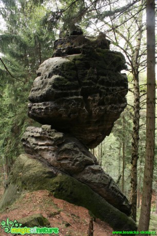 Skalní hřib - Foto Gerd Ritschel