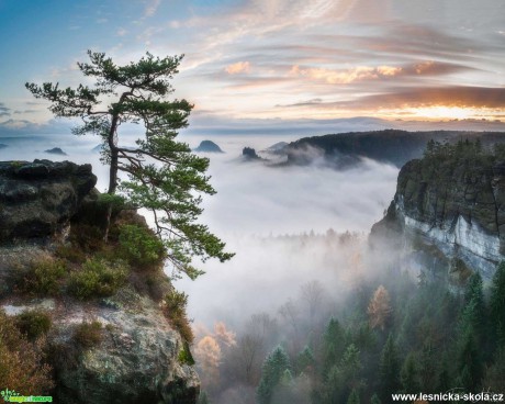 Nejznámější borovice Saského Švýcarska - Foto Filip Holič 0620