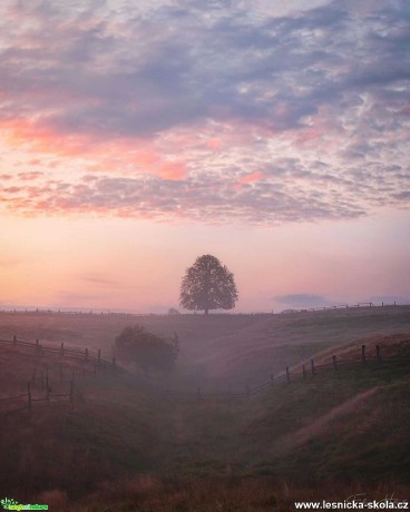 Pod oslavovým stromem - Foto Filip Holič 0620