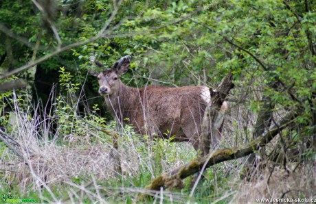 Jelen lesní - Cervus elaphus - Foto Marie Žďánská 0620