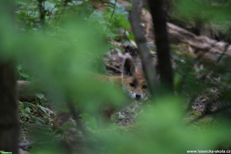 Liška obecná - Vulpes vulpes - Foto Marie Žďánská 0620