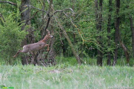 Srnec obecný - Capreolus capreolus - Foto Marie Žďánská 0620