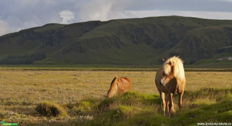 Islandští koně - Foto Michaela Knoppová