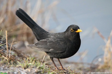 Kos černý - Turdus merula - Foto František Novotný 0620 (1)