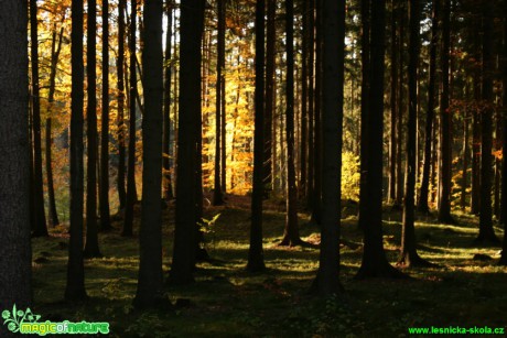 Podzimní les - Foto Gerd Ritschel