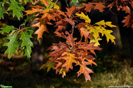 Dub červený - Quercus rubra - Foto Pavel Ulrych 1019