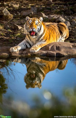 Tygr z Hluboké - Foto Ladislav Hanousek 0120