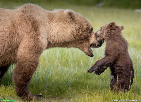 Medvědi z Aljašky - Foto Ladislav Hanousek 1119 (5)