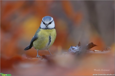 Sýkora modřinka - Cyanistes caeruleus - Foto Monika Suržinová 0819 (2)