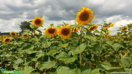 V poli slunečnic - Foto Ladislav Jonák 0819