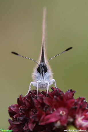 Pohled do motýlích očí - Foto Irena Wenischová 1119