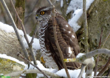 Krahujec obecný - Accipiter nisus - Foto Miloslav Míšek 0420