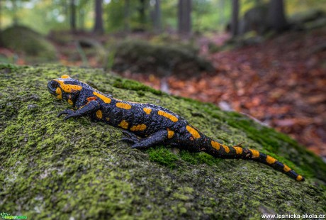 Mlok skvrnitý - Salamandra salamandra - Foto Petr Germanič 1009