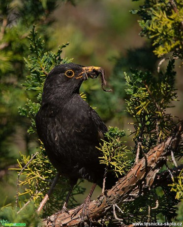 Kos černý - Turdus merula - Foto Zbyněk Tomek 0520