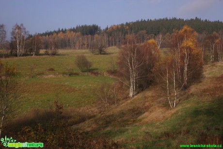 Údolí s břízami - Foto Gerd Ritschel